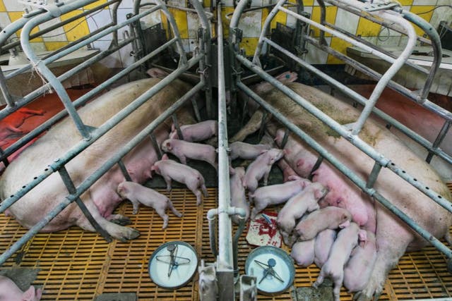 Factory farming in Europe